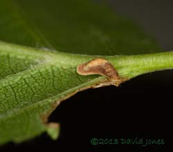Birch leaf with first stage larval case of Coleophora serratella - 2, 29 June 2013