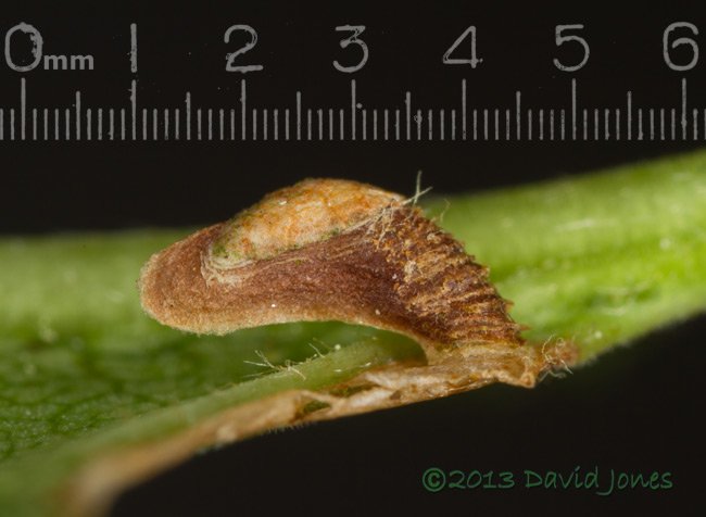 Birch leaf with first stage larval case of Coleophora serratella - close-up 2, 29 June 2013