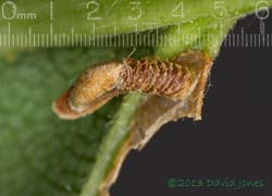 Birch leaf with first stage larval case of Coleophora serratella - close-up, 29 June 2013