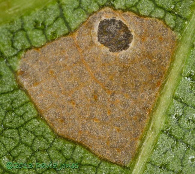 Birch leaf with first stage larval case of Coleophora serratella - area eaten on leaf - 2, 29 June 2013