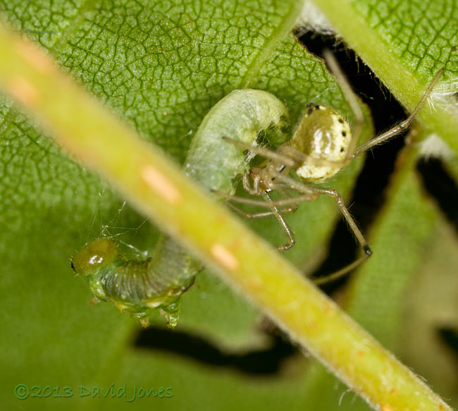 Spider prepares to feed on sawfly larva - 2, 29 June 2013