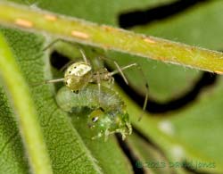 Spider prepares to feed on sawfly larva - 1, 29 June 2013