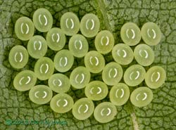 Eggs of bug (unidentified), 30 June 2013
