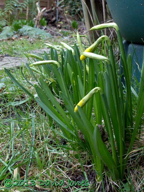 Daffodil buds, 1 March 2013
