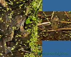 Frogs in the big pond, 1 March 2013