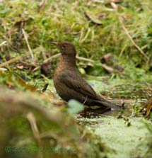 Our 'red' Blackbird takes a bath, 4 March 2013