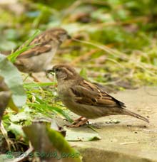 Sparrow collects green material for nest, 4 march 2013