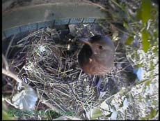 Nest site visited by Blackbird, 4 March 2013