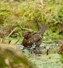 Blackbird female bathing, 6 March 2013