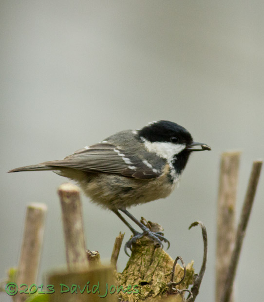 Coal Tit on Buddhlea, 6 March 2013