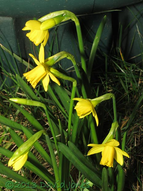 Daffodils next to water butt are open, 5 March 2013