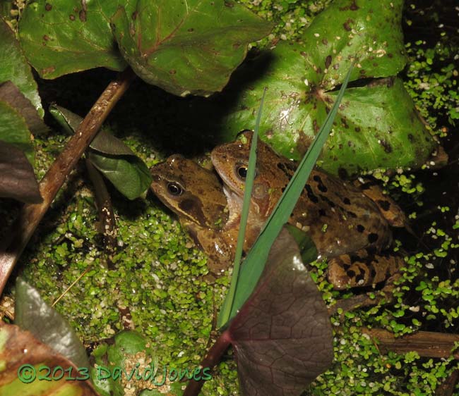 First frogs seen in amplexus, 6 March 2013