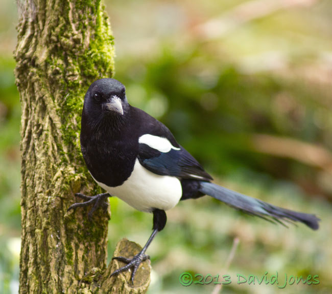 Magpie clings to Elder stump, 6 March 2013