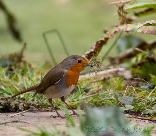 Robin collects materials for nest, 6 March 2013