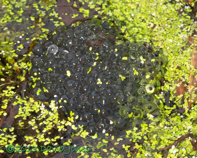 First frogspawn of the year, 9 March 2013
