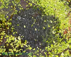 First frogspawn of the year, 9 March 2013
