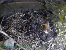 A Robin visits the monitored nest site, 11 March 2013