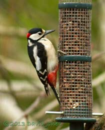 Great Spotted Woodpecker at feeder, 11 March 2013