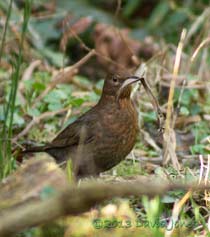 Blackbird female with leaf, 13 March 2013