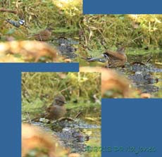 A Dunnock visits pond to bathe, 14 March 2013