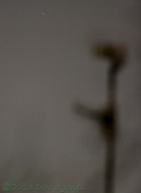 Feint star tracks in the western sky, 7.30pm 14 March 2013 - cropped image