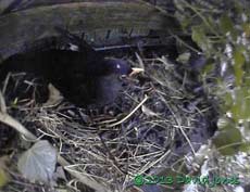 Male Blackbird (White Spot) at nest site, 7.12am 16 March 2013