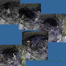 Male Balckbird moves straw about nest site, 16 March 2013