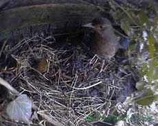Female Blackbird inspects nest site, 16 March 2013