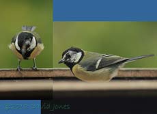 Great Tit female (with infection), 21 March 2013