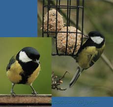 Great Tit male visits garden, 21 March 2013