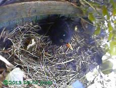 Male Blackbird visits nest site at 8.22am, 23 March 2013