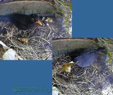 Male Blackbird visits nest site at 1.20pm, 23 March 2013