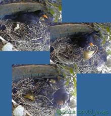 Blackbird pair visit nest site at 1.22/1.24pm, 23 March 2013