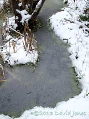 Pond with a covering of slush, 23 March 2013