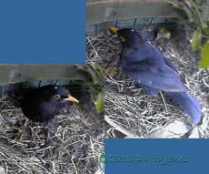 Male Blackbird at nest site, 27 March 2013