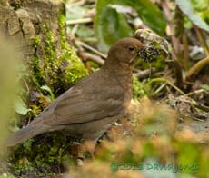 Female Blackbird collects nesting material, 27 March 2013