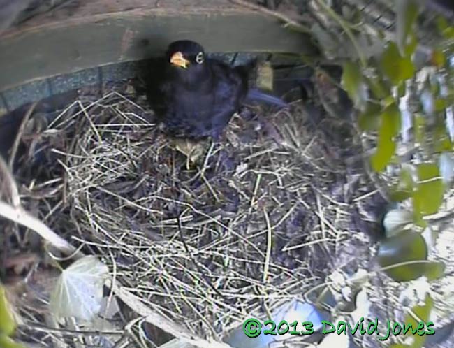 Afternoon visit by male Blackbird, 27 March 2013