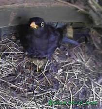 Afternoon visit by male Blackbird, 27 March 2013