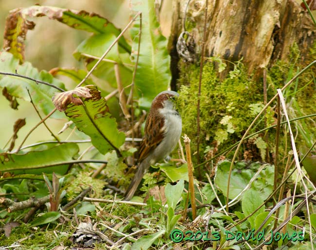 A male Sparrow collects moss, 27 March 2013