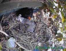 Male Blackbbird removes rubbish from nest site, 28 March 2013