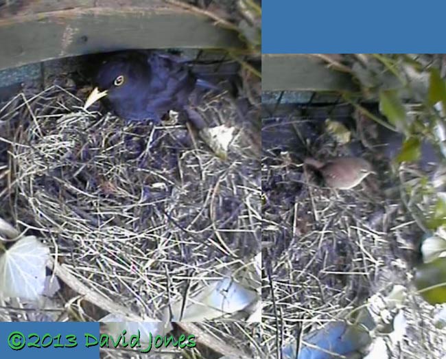 Male Blackbird and Wren compared at nest site, 29 March 2013