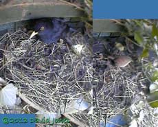 Male Blackbird and Wren compared at nest site, 29 March 2013
