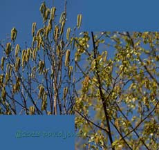 Birch trees (Himalayan - left; Native - left) today, 2 May 2013