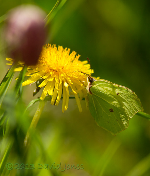 Brimstone butterfly (male) feeds at Dandelion flower, 2 May 2013