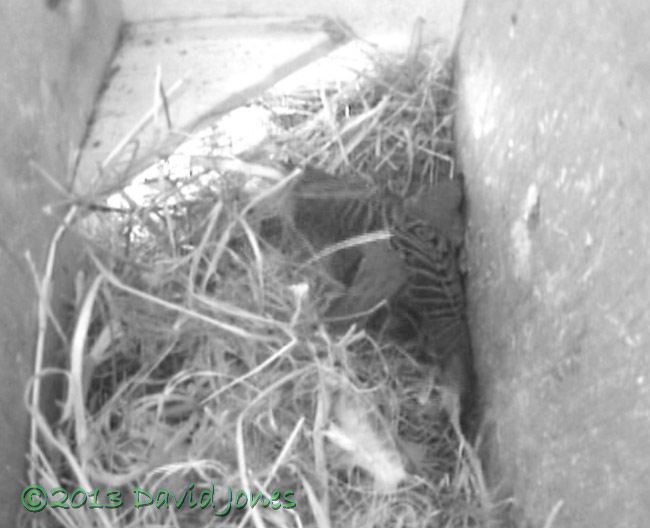 Male Sparrow shuffles straw in SW(le), 2 May 2013