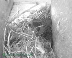 Male Sparrow shuffles straw in SW(le), 2 May 2013