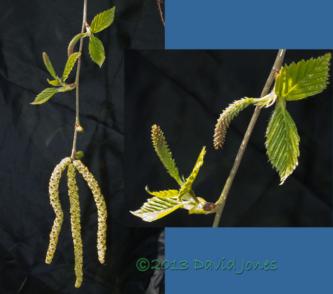 Himalayan Birch leaves and female catkins open, 3 May 2013
