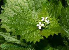 Garlic Mustard starts flowering today, 3 May 2013