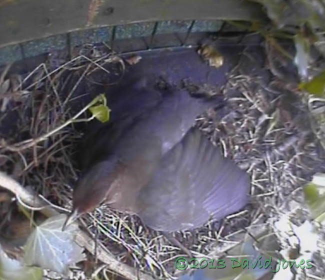 Female Blackbird shuffles at monitored site at 9.56am, 4 May 2013