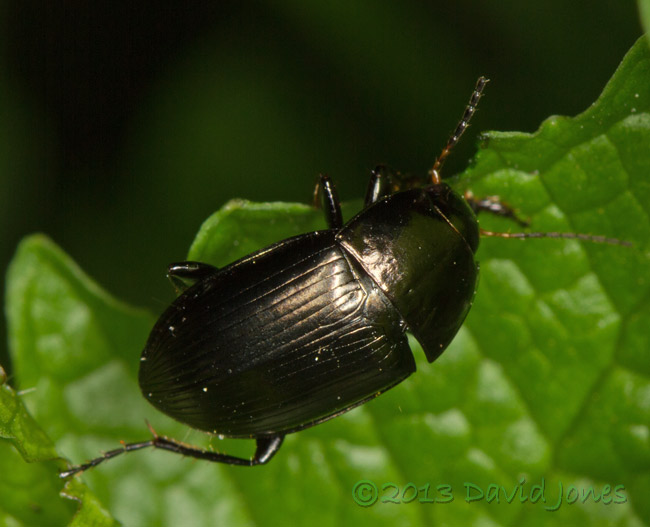 Leaf beetle on Garlic Mustard, 5 May 2013